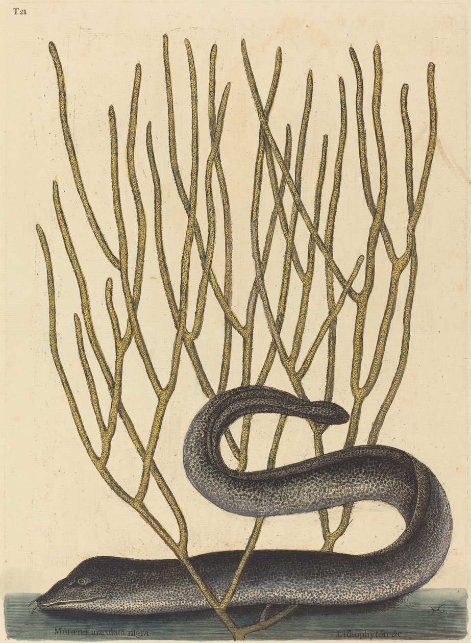 Den svarta Murayen av Mark Catesby