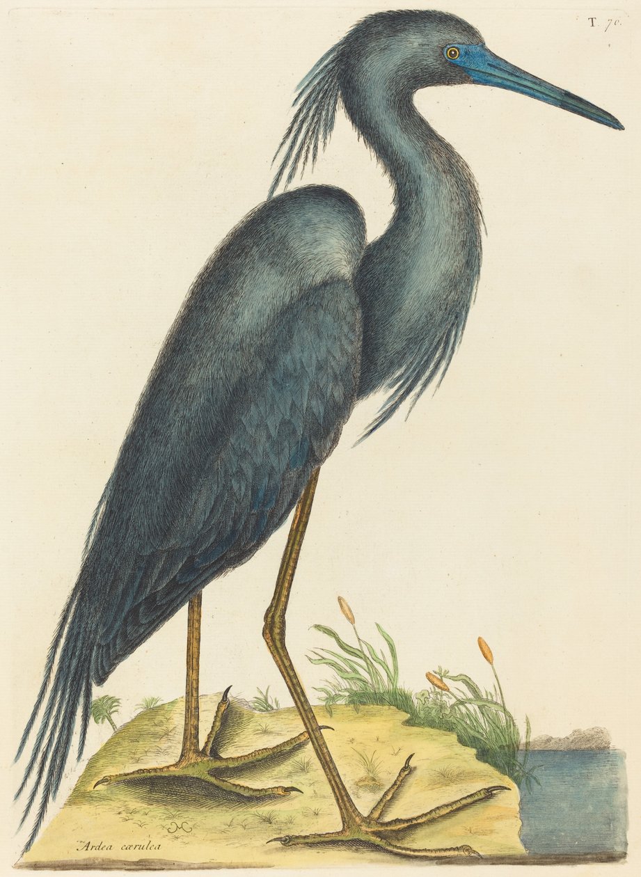 The Blue Heron Ardea coerulea, publicerad 1731-1743. av Mark Catesby