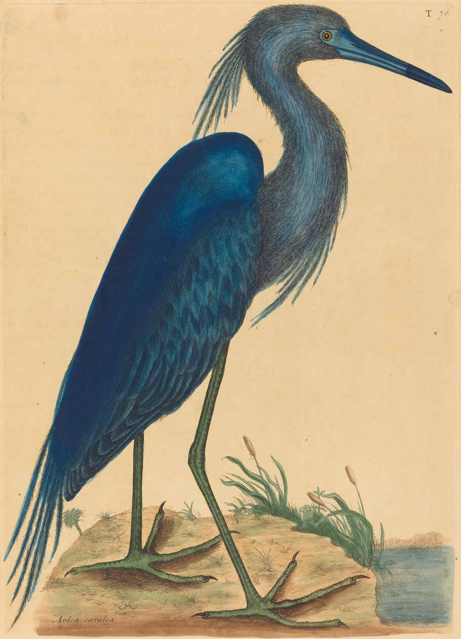 The Blue Heron Ardea coerulea, publicerad 1731-1743. av Mark Catesby