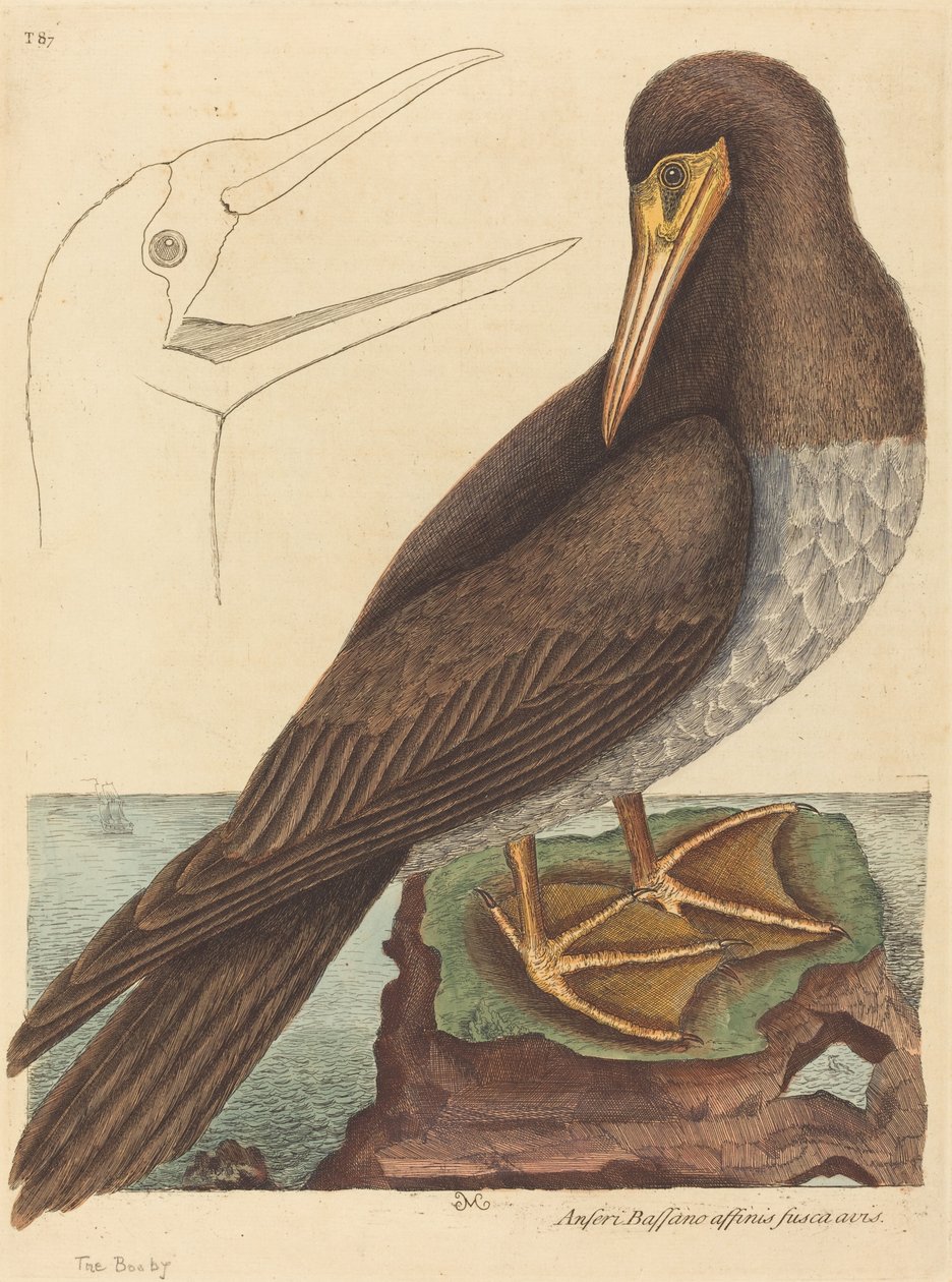 The Booby (Pelecanus Sula) av Mark Catesby
