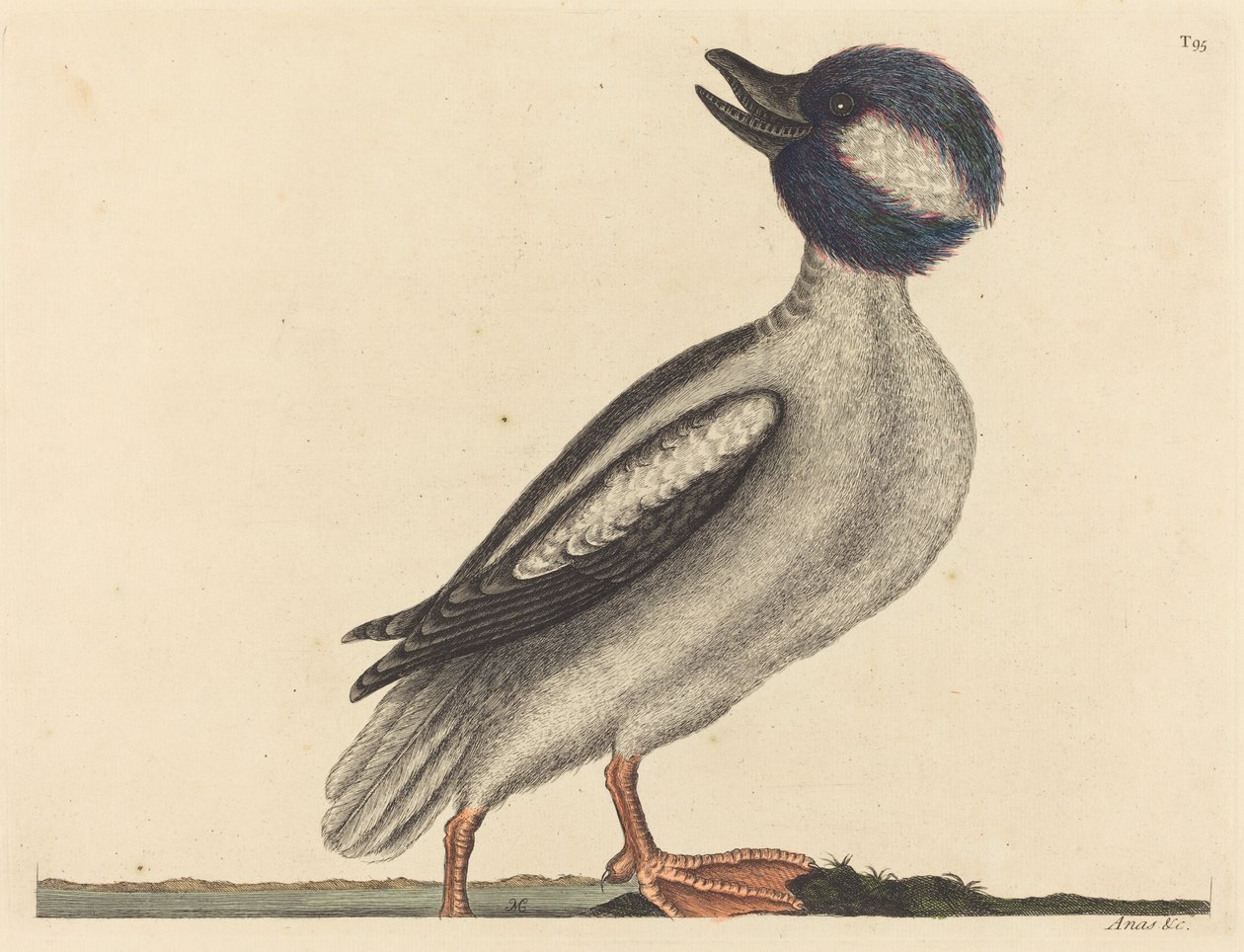 Buffelhuvudankan (Anas bucephala) av Mark Catesby