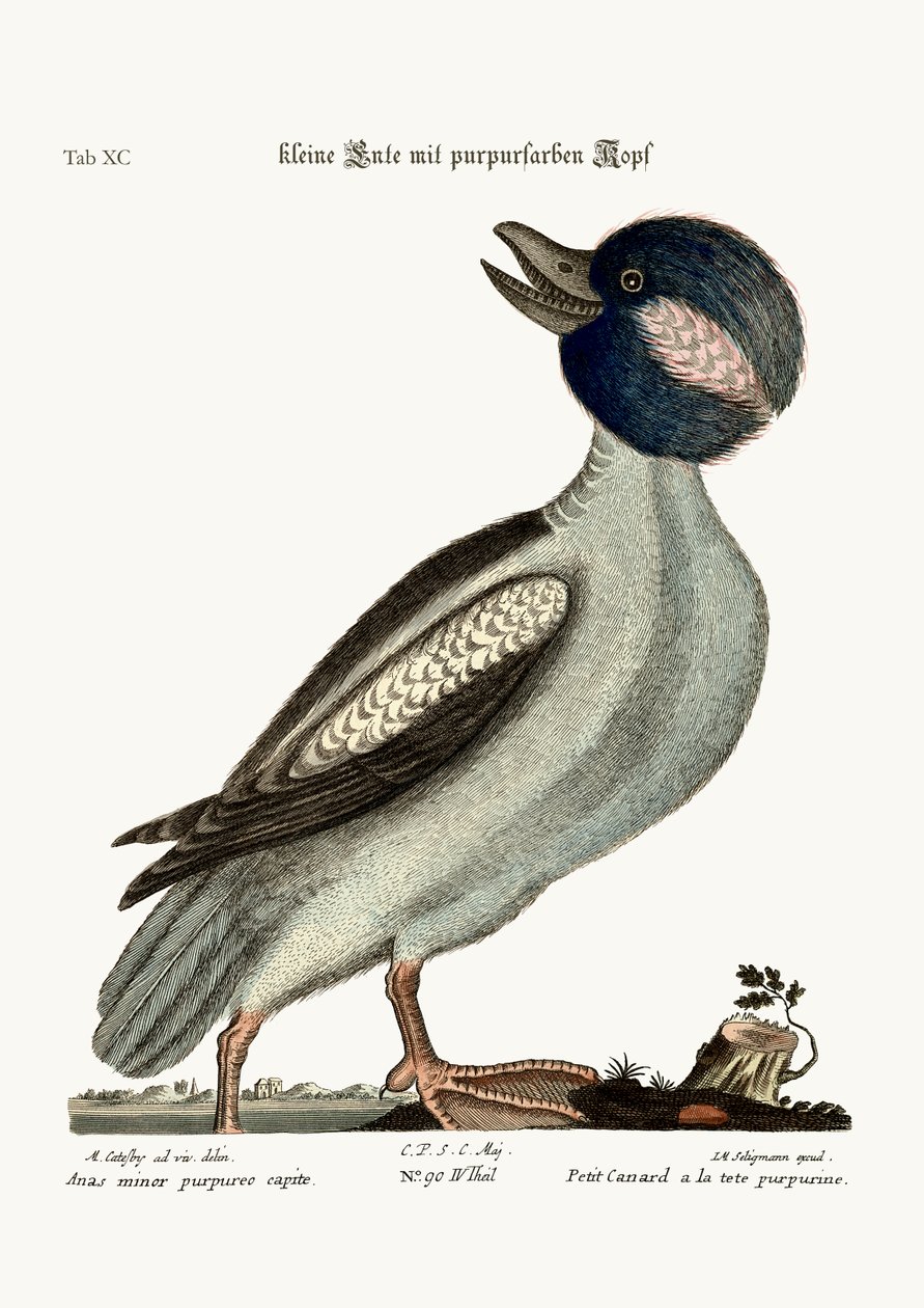 Buffelns huvudanka, 1749-73 av Mark Catesby