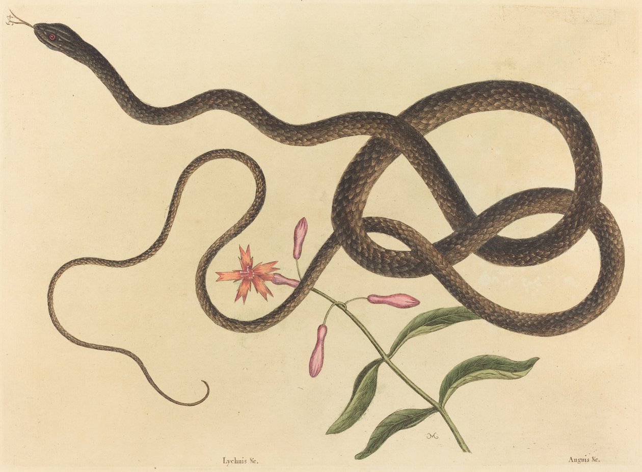 Coach-piska Snake Coluber flagellum, publicerad 1731-1743. av Mark Catesby