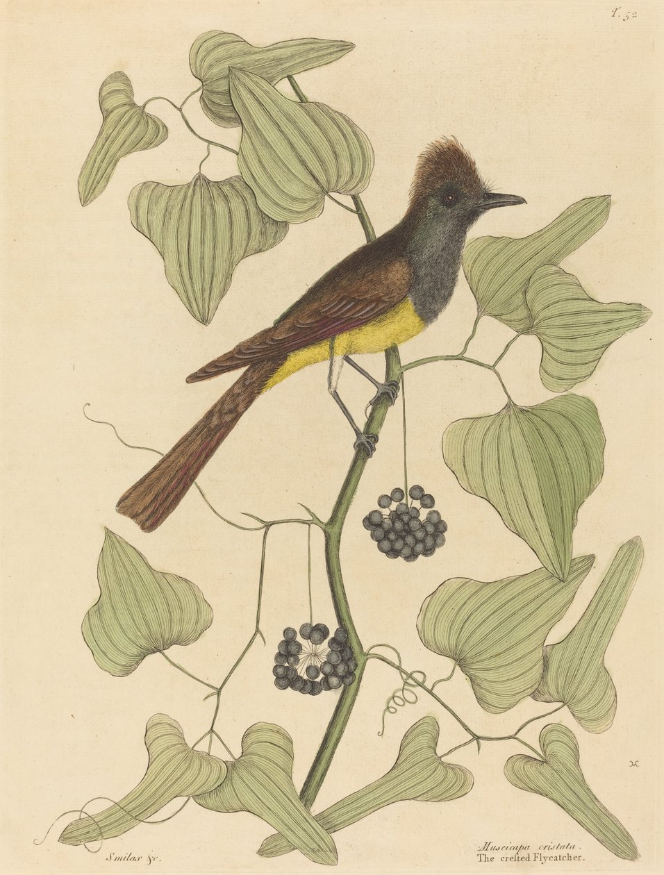 The Crested Flugsnappare (Muscicapa cristata) av Mark Catesby