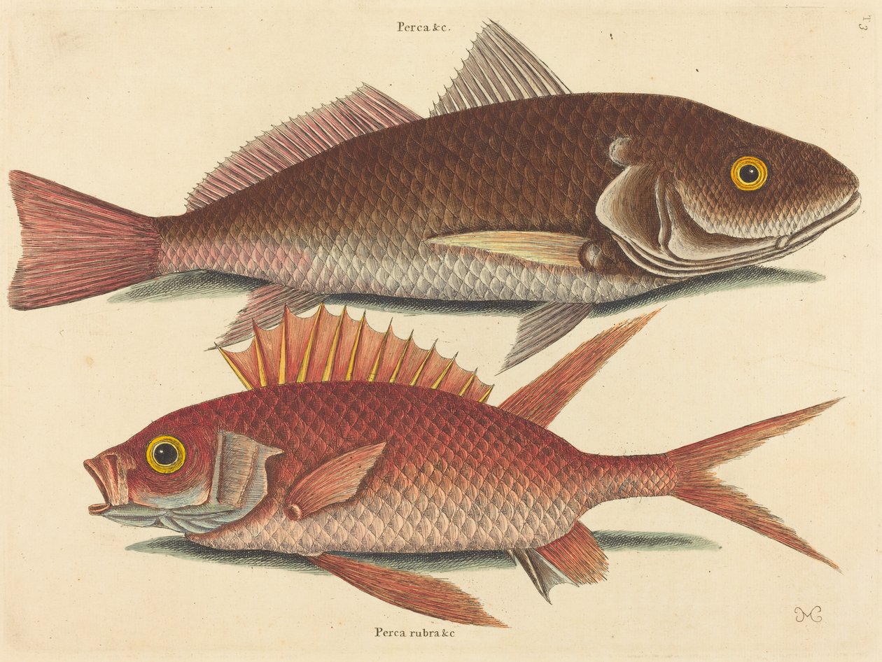 Krokaren Perca undulata, publicerad 1731-1743. av Mark Catesby