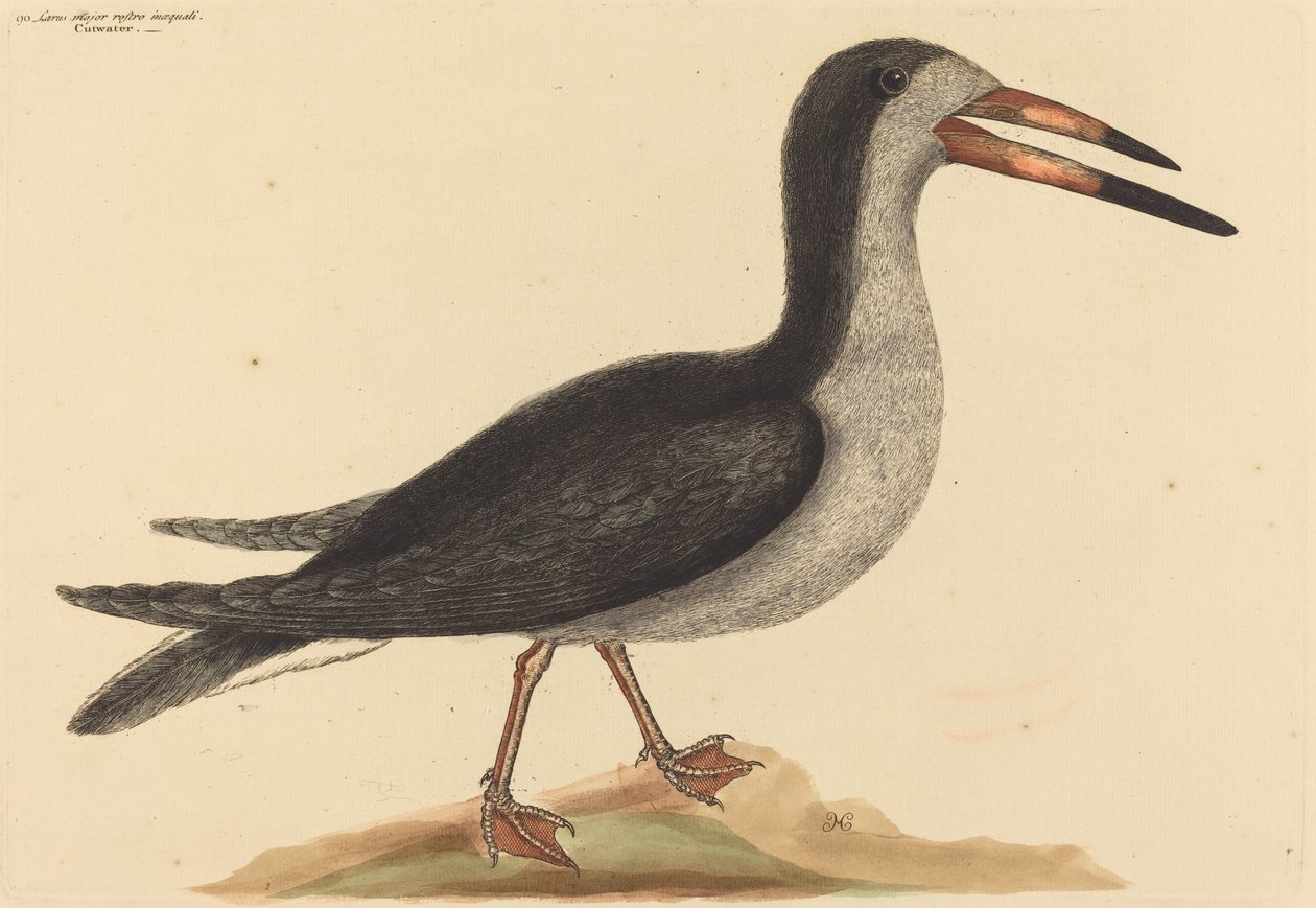 The Cutwater Rhynchops nigra, publicerad 1731-1743. av Mark Catesby
