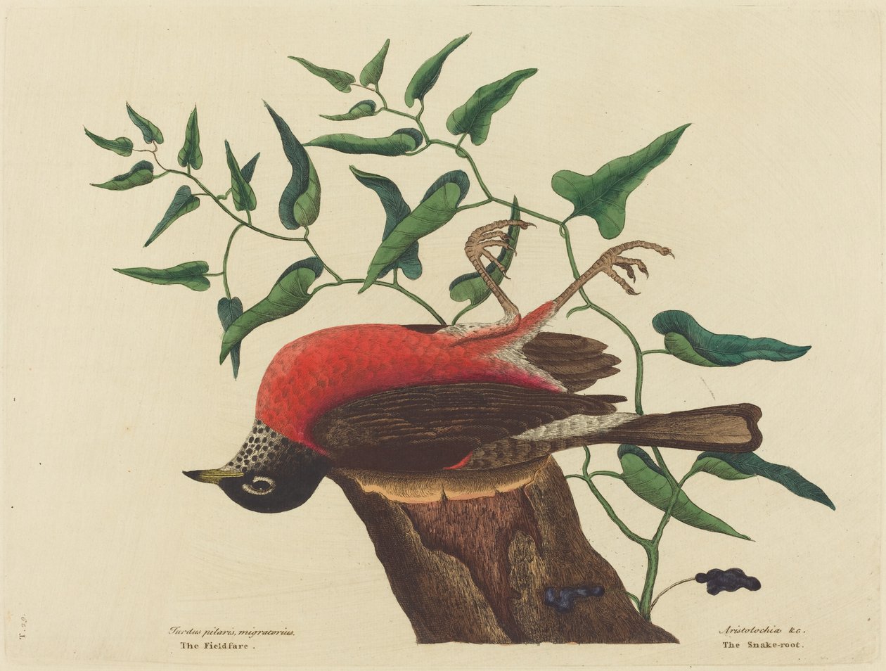 The Fieldfare of Carolina (Turdus migratorius) av Mark Catesby