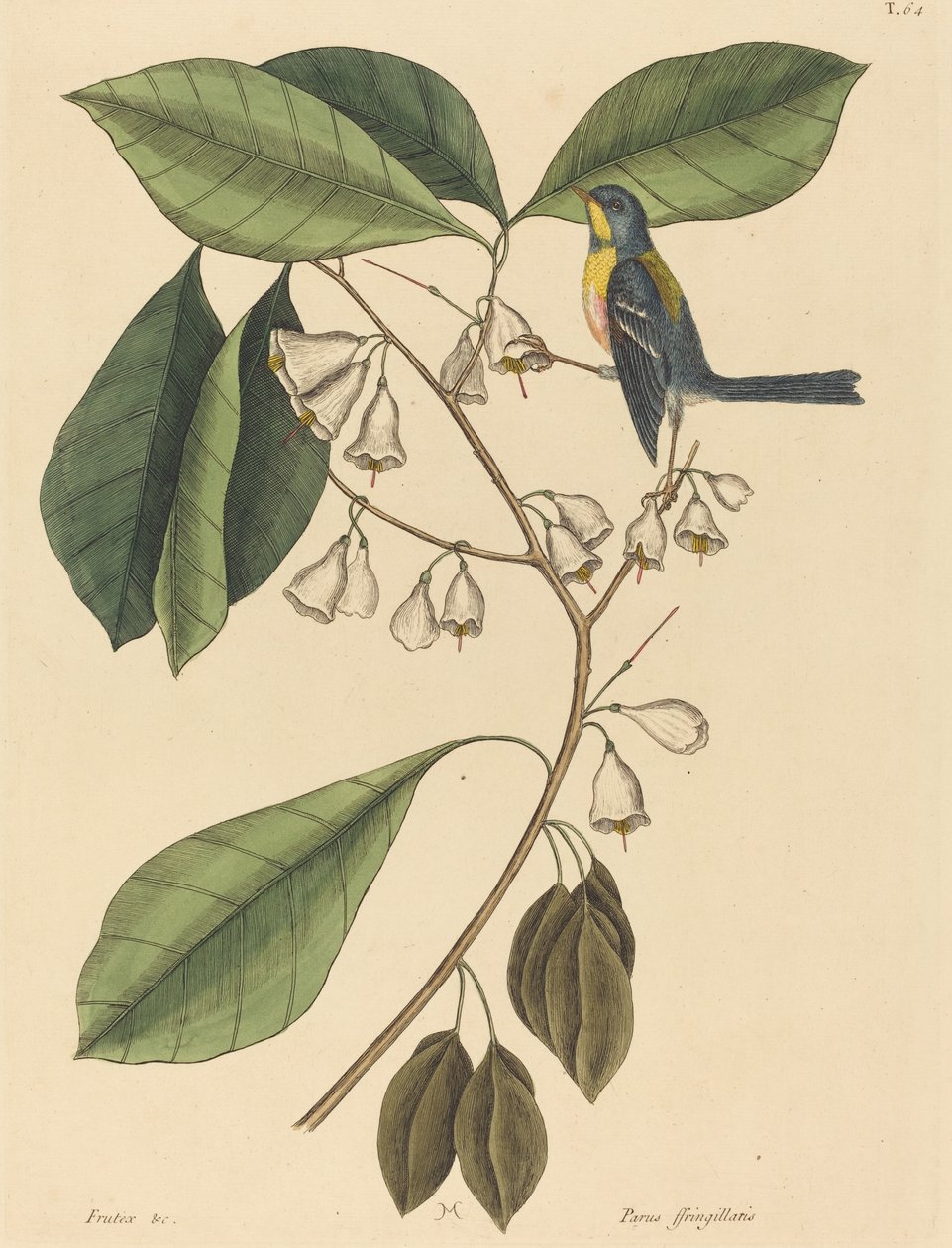 The Finch Creeper (Parus americanus) av Mark Catesby