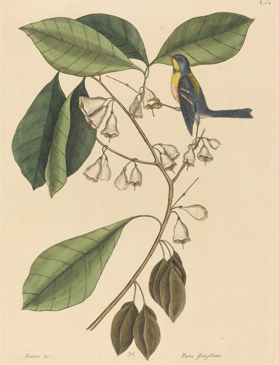 Finkrankan Parus americanus, publicerad 1731-1743. av Mark Catesby