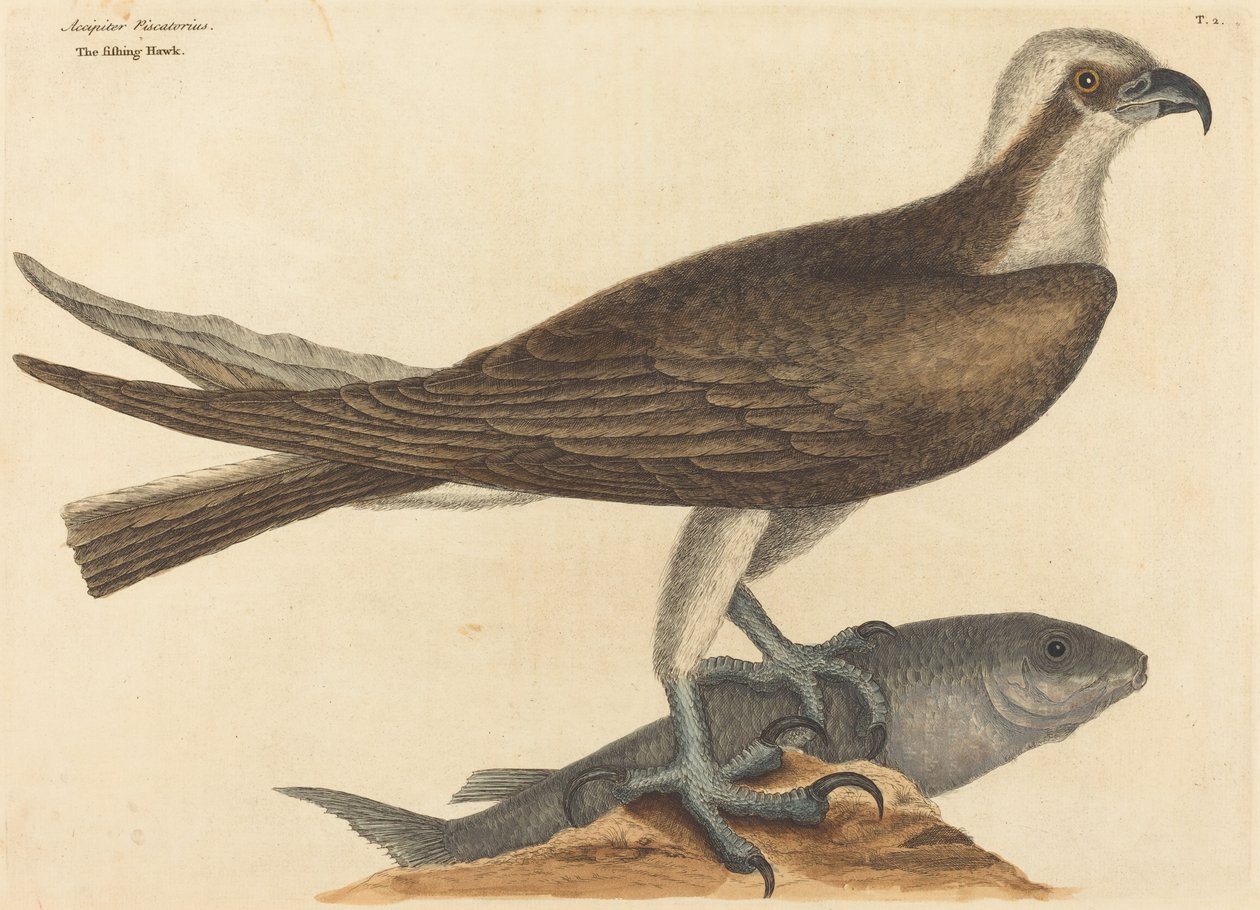 Fiskehöken (Falco haliaetus) av Mark Catesby