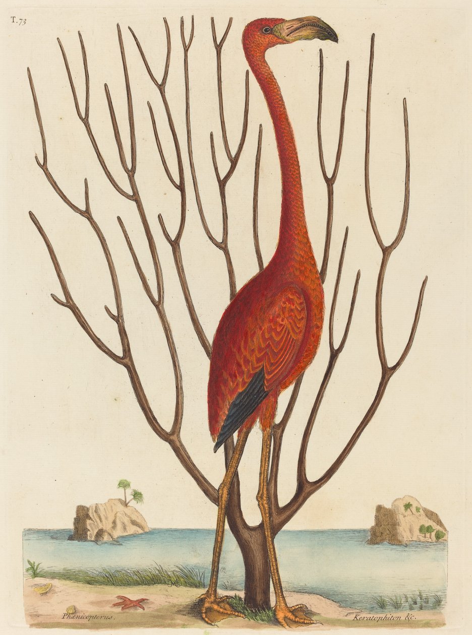 Flamingo Phoenicopterus ruber, publicerad 1731-1743. av Mark Catesby