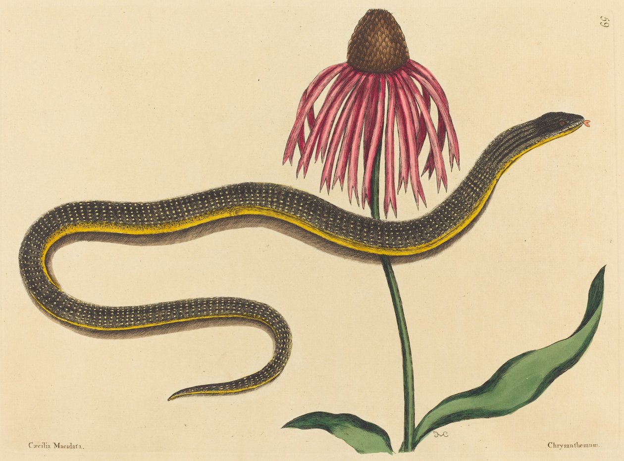 Glasormen Anguis ventralis, publicerad 1731-1743. av Mark Catesby