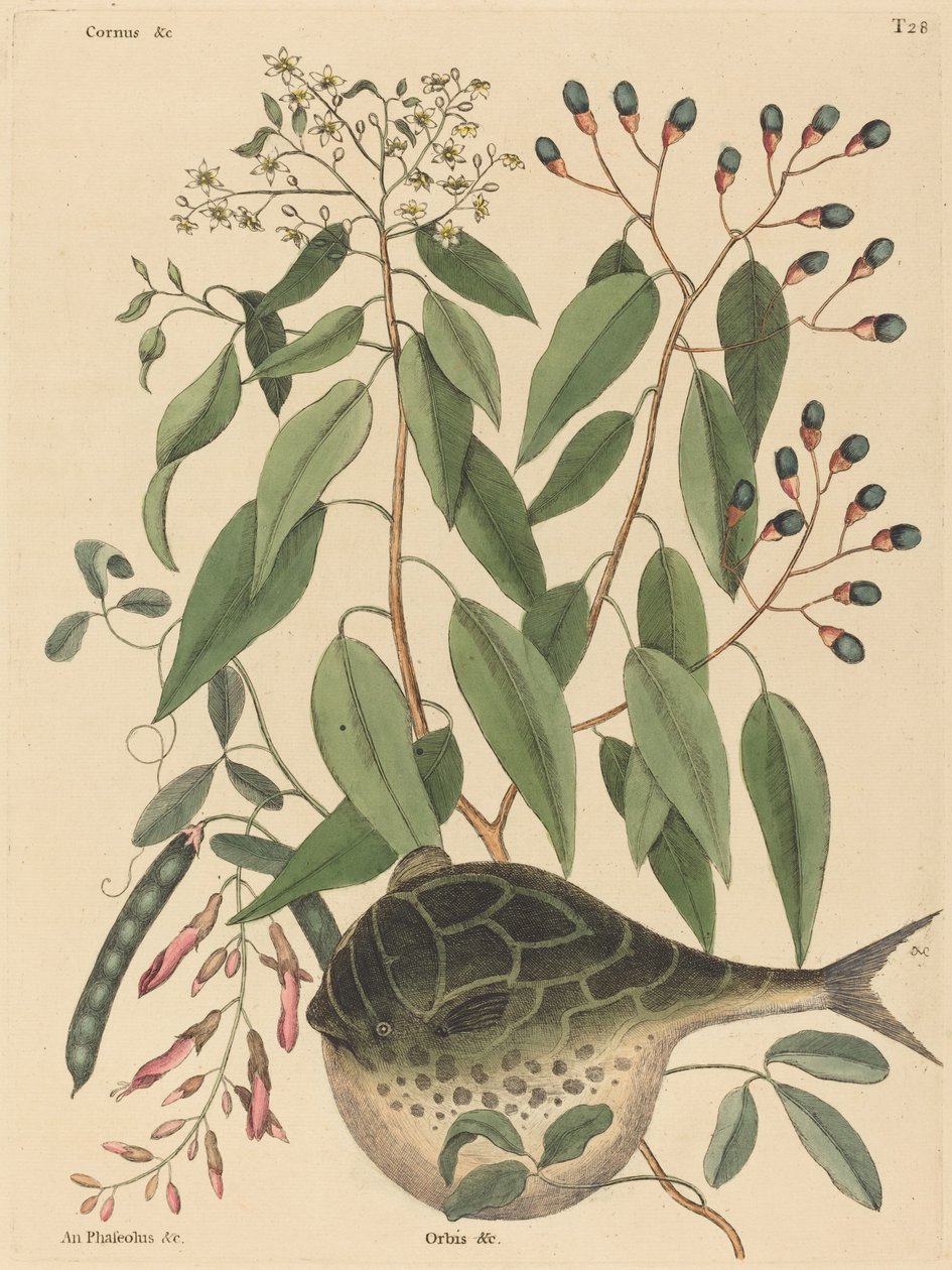 Globe Fish (Tetrodon lagocephalus) av Mark Catesby
