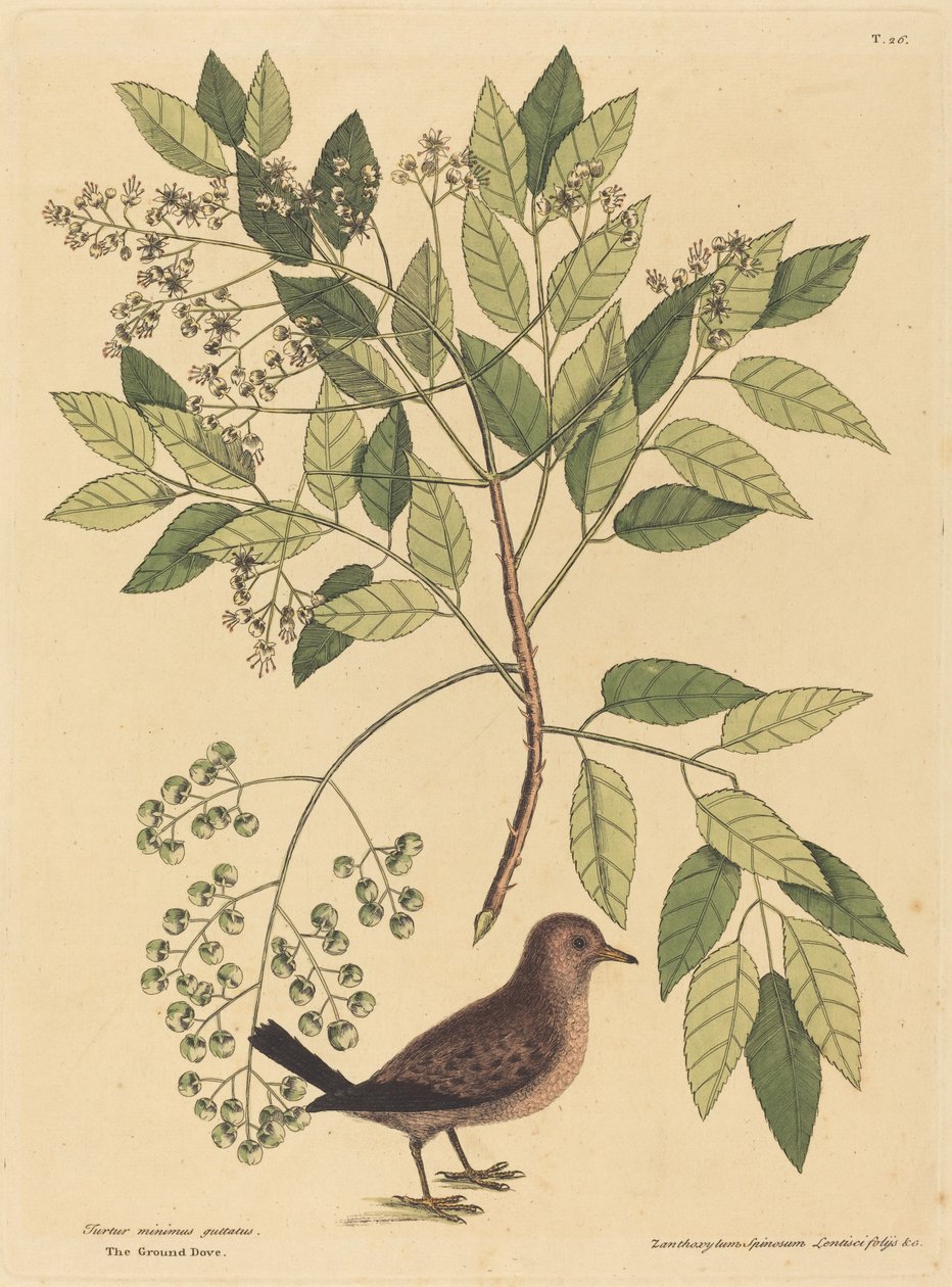 The Ground Dove Columba passerina, publicerad 1731-1743. av Mark Catesby