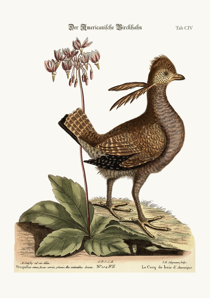 The Heathcock, 1749-73 av Mark Catesby