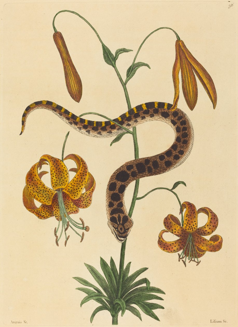 Hog-nose Snake (Boa contortrix) av Mark Catesby