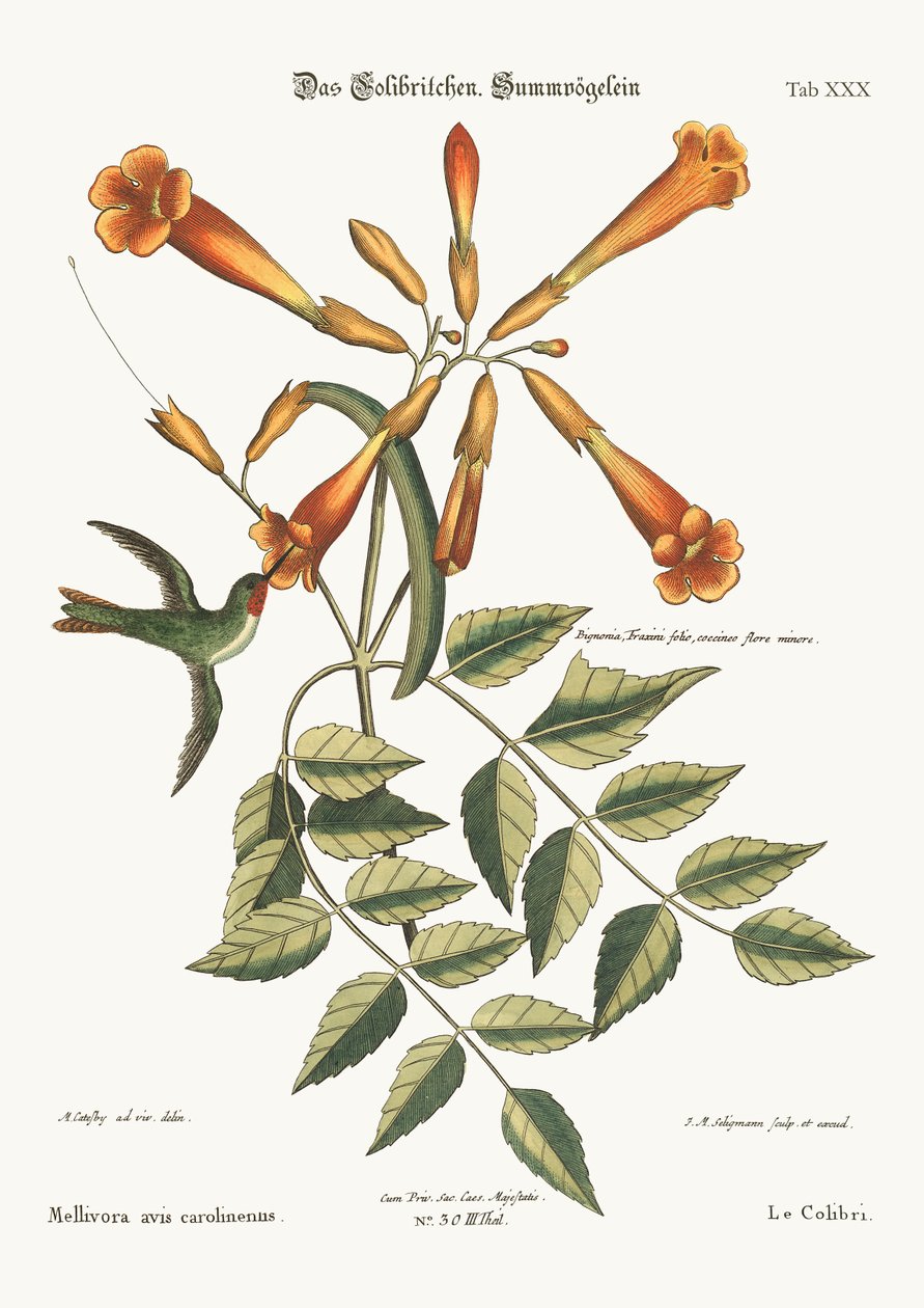Kolibrien, 1749-73 av Mark Catesby
