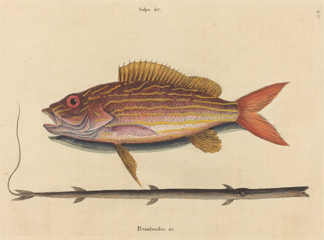 Lane-snapper Sparus synagris, publicerad 1731-1743. av Mark Catesby