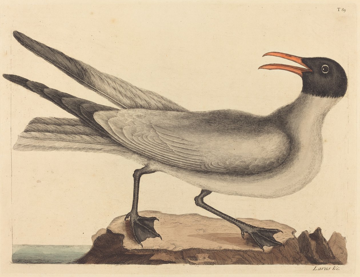 Skrattmåsen Larus articilla, publicerad 1731-1743. av Mark Catesby