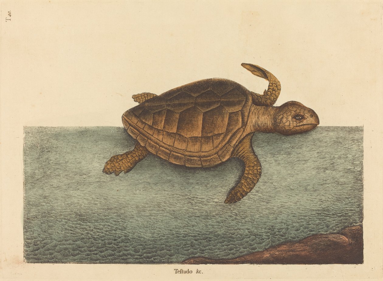 Logger-head Turtle Testudo Cavanna, publicerad 1731-1743. av Mark Catesby