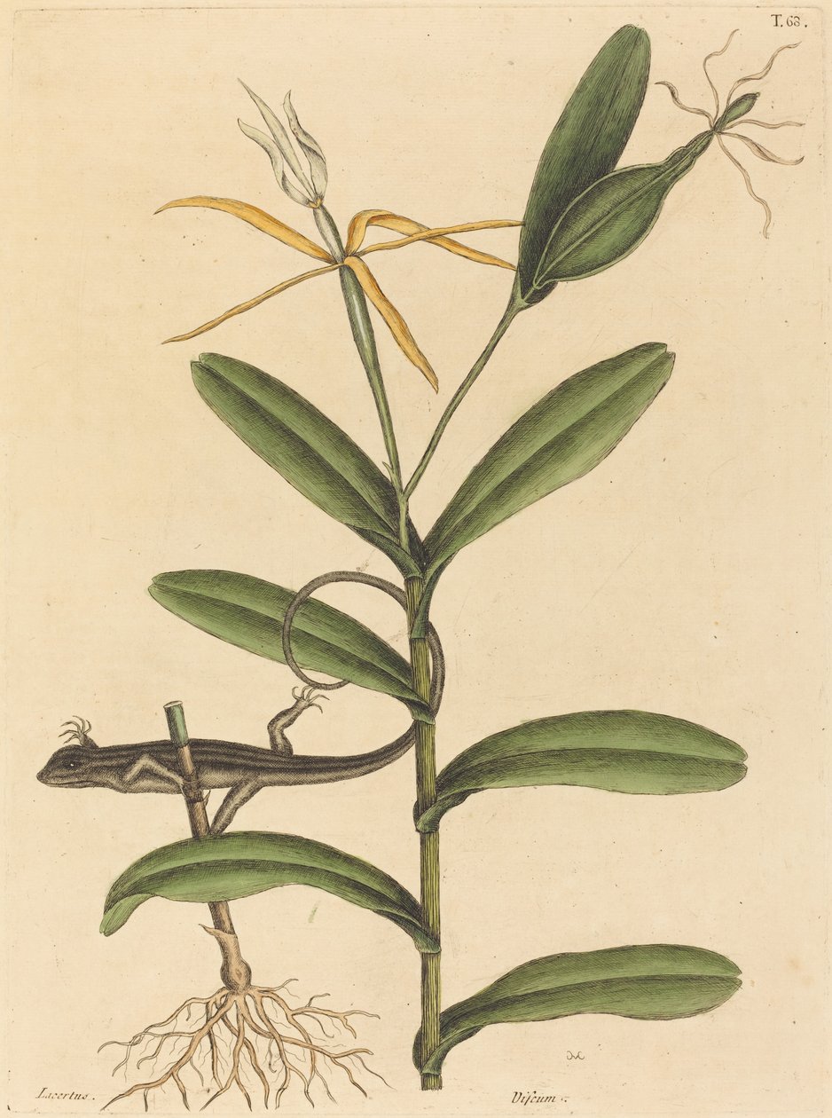 Lyonödlan (Lacerta 6-lineata) av Mark Catesby