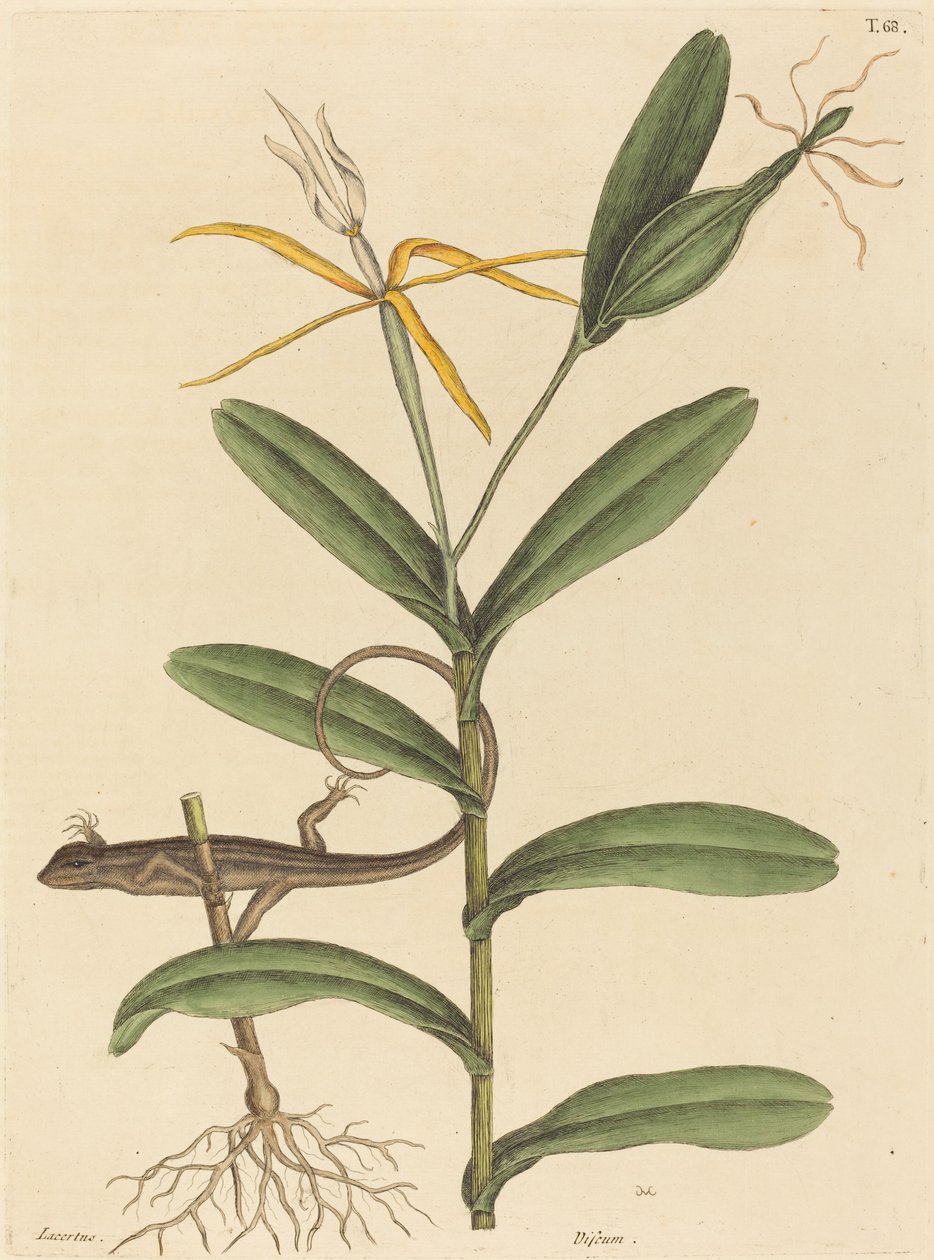 Lyonödlan (Lacerta 6-lineata) av Mark Catesby