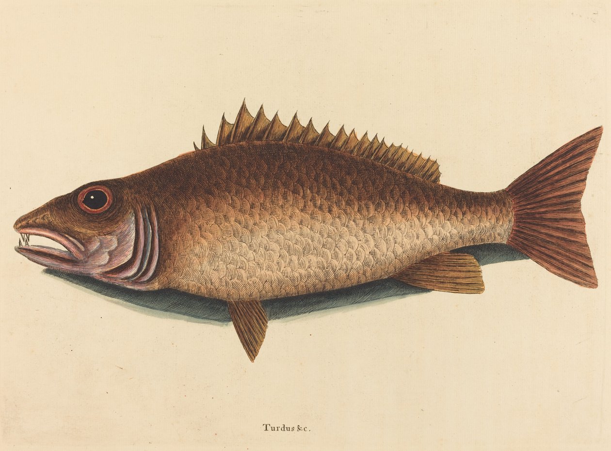 Mangrove Snapper Labrus Griseus, publicerad av Mark Catesby