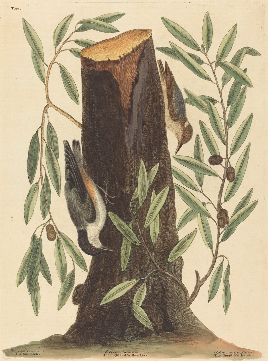 Nötväskan Sitta Europaea, publicerad 1754. av Mark Catesby