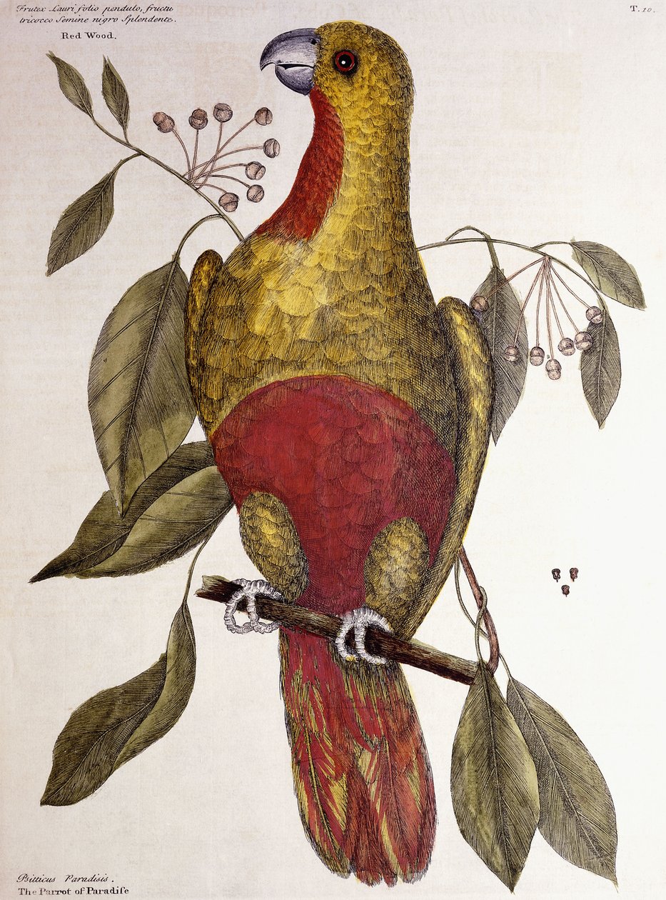 Paradisets papegoja, 1771 av Mark Catesby