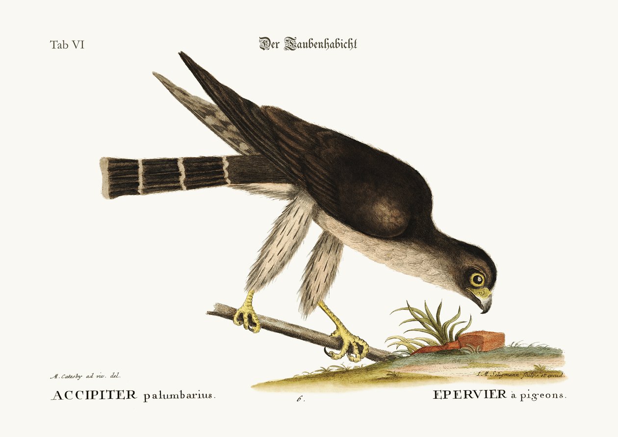 Pigeon Hawk, 1749-73 av Mark Catesby