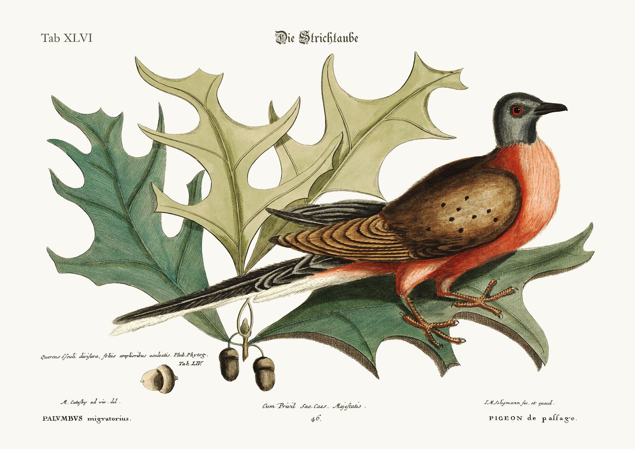 Passageduvan, 1749-73 av Mark Catesby