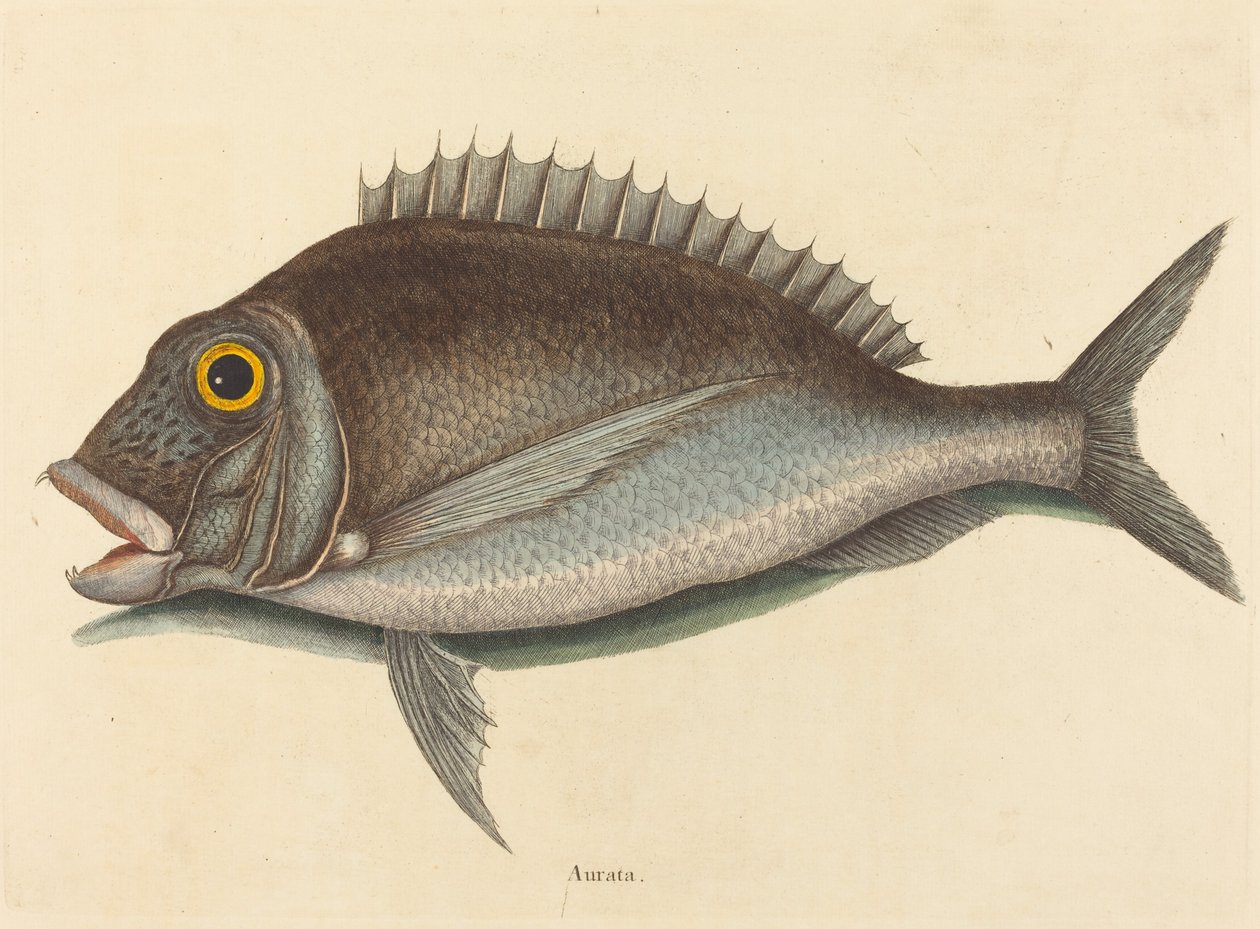 Porgy Sparus chrysops, publicerad 1754. av Mark Catesby