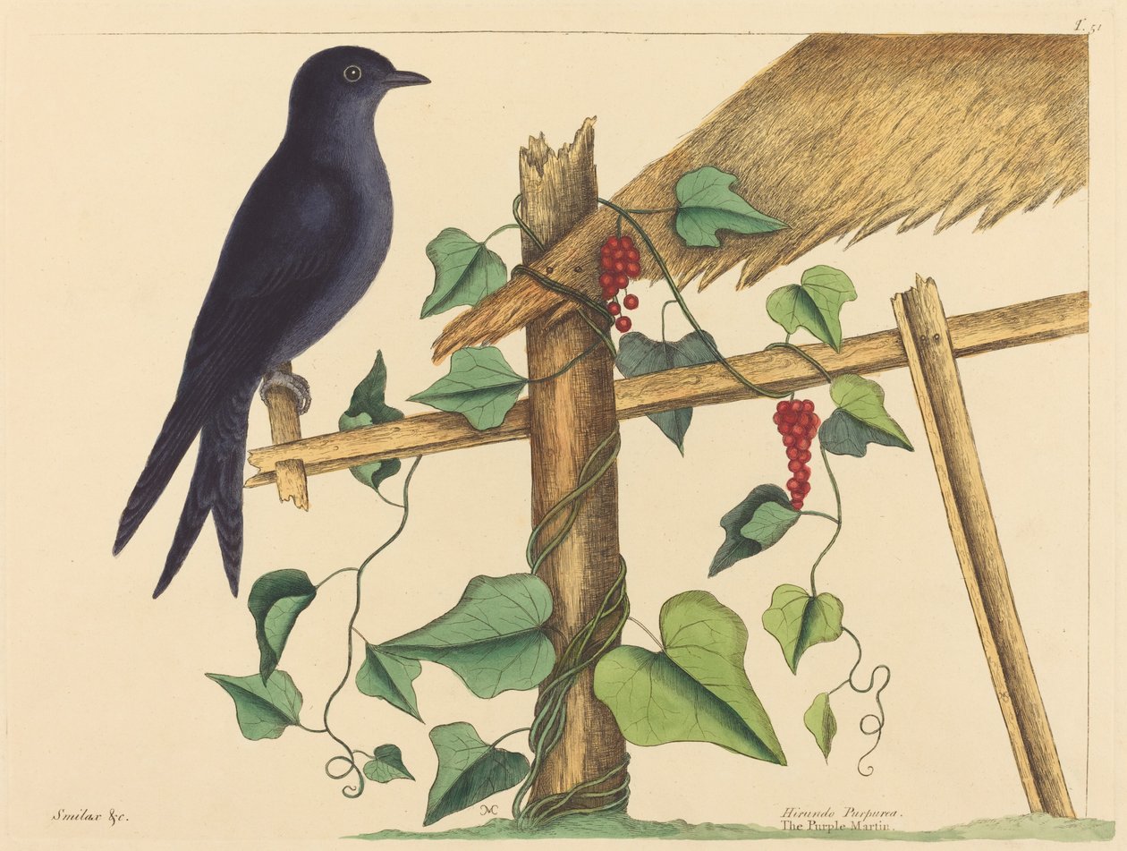 The Purple Martin (Purple Martin) av Mark Catesby