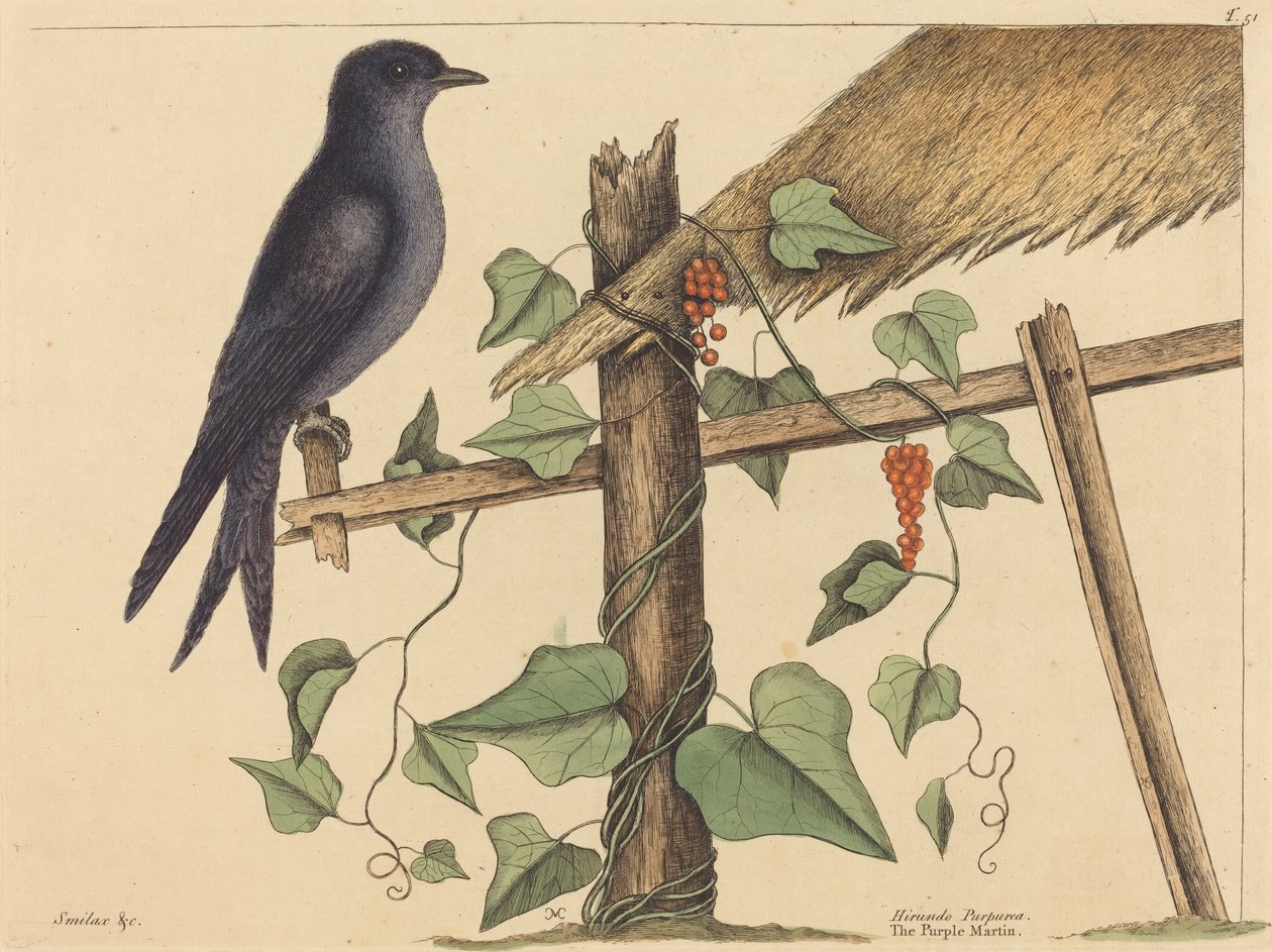 The Purple Martin (Purple Martin) av Mark Catesby