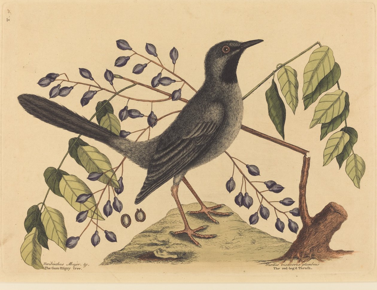 Rödbenstrasten (Turdus plumbeus) av Mark Catesby