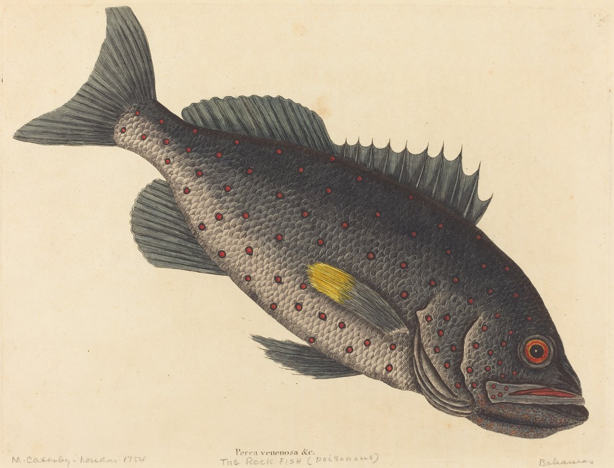 Klippfisken Perca venenosa, publicerad 1754. av Mark Catesby