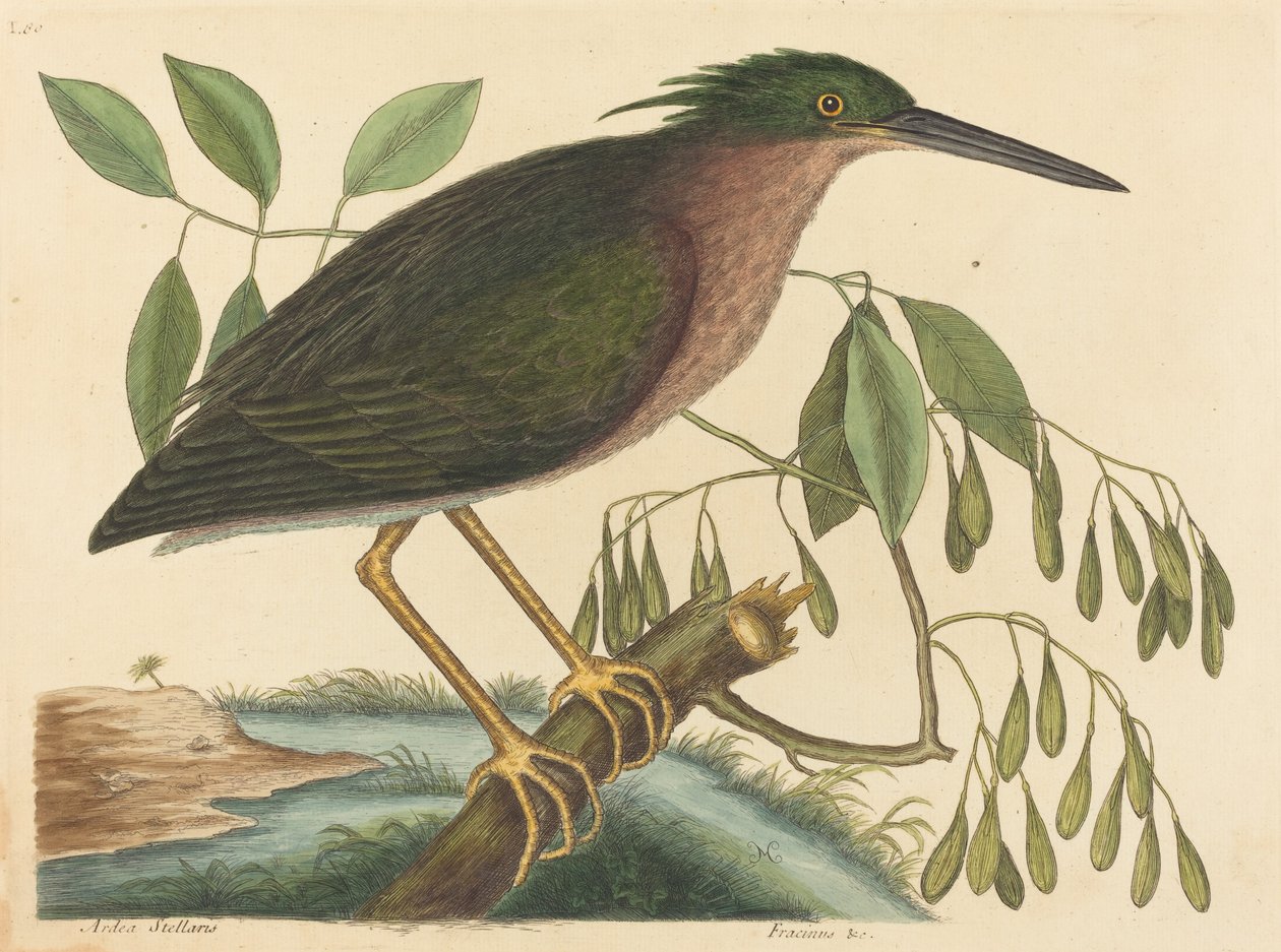The Small Bittern Ardea virescens, publicerad 1754. av Mark Catesby