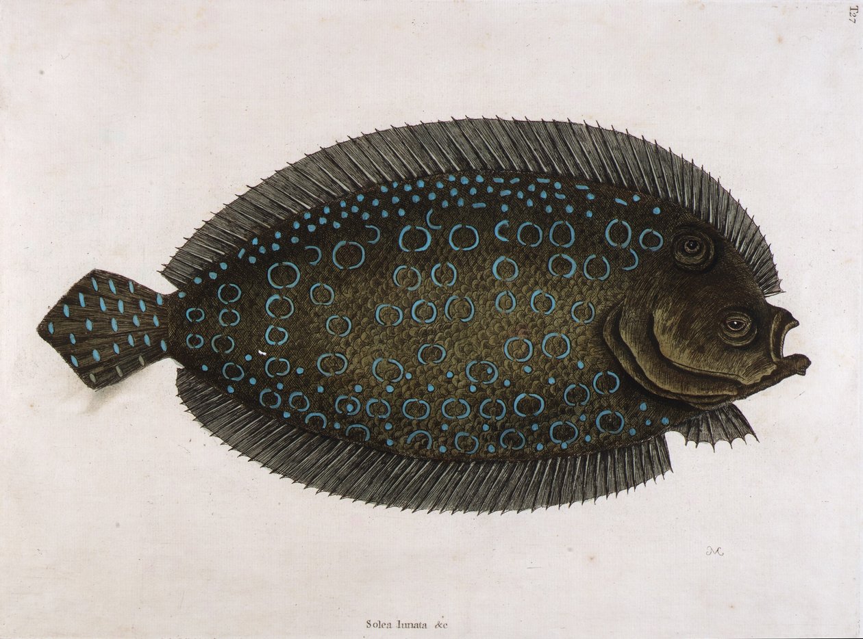 Sjösulan (Solea lunata  c) av Mark Catesby