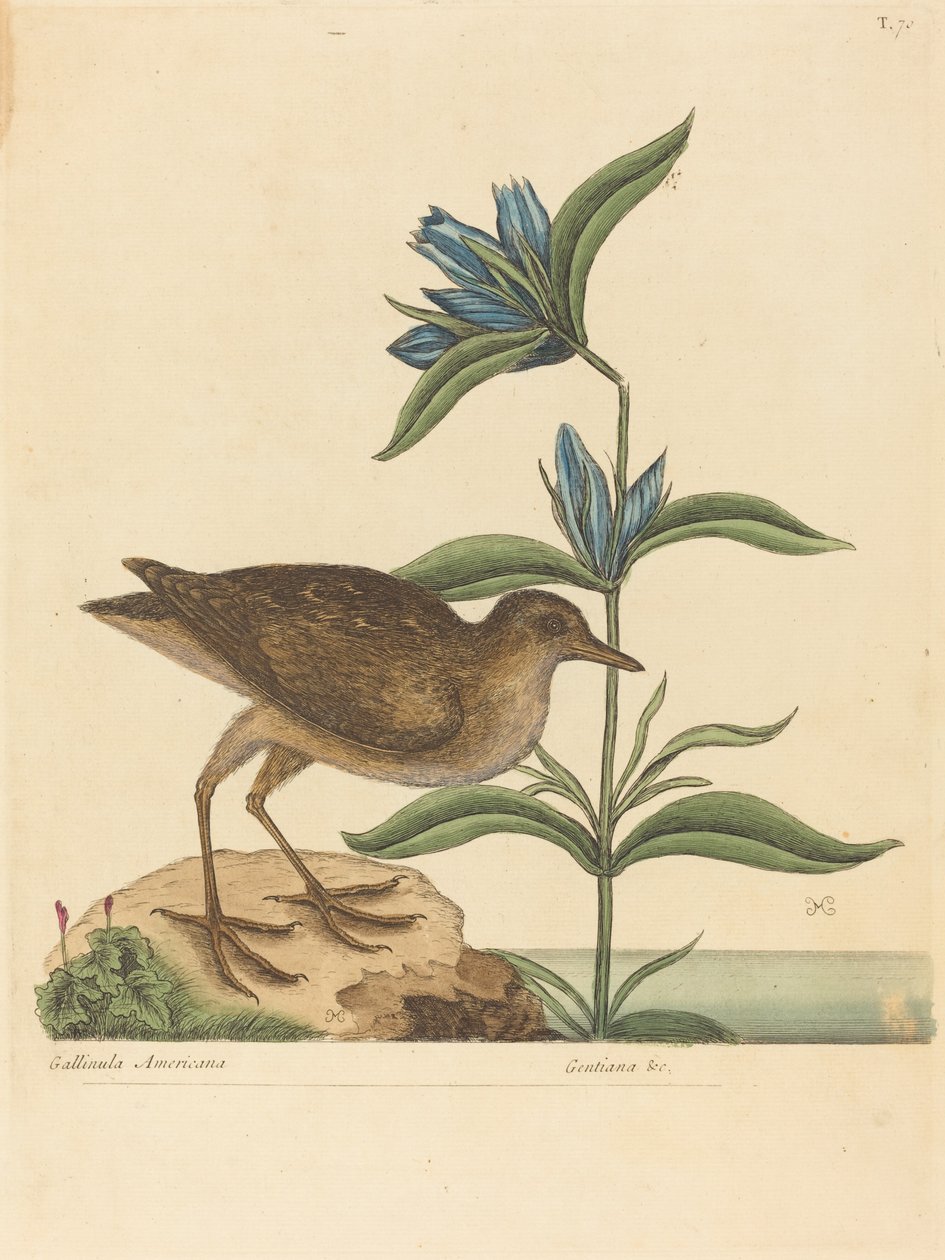 The Soree (Rallus Virginianus) av Mark Catesby
