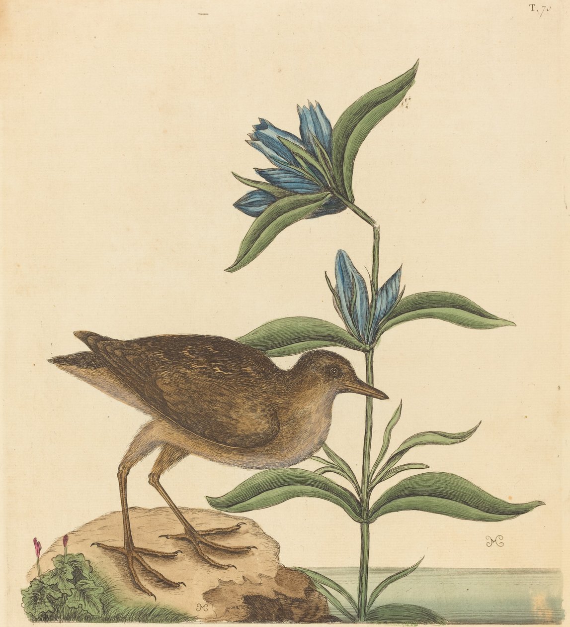 The Soree Rallus Virginianus, publicerad 1731-1743. av Mark Catesby