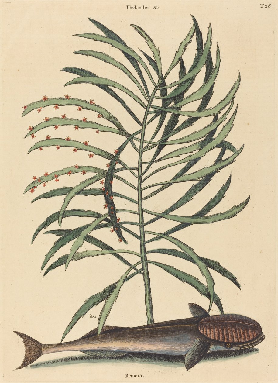 Den sugande fisken (Echeneis Naucratis) av Mark Catesby