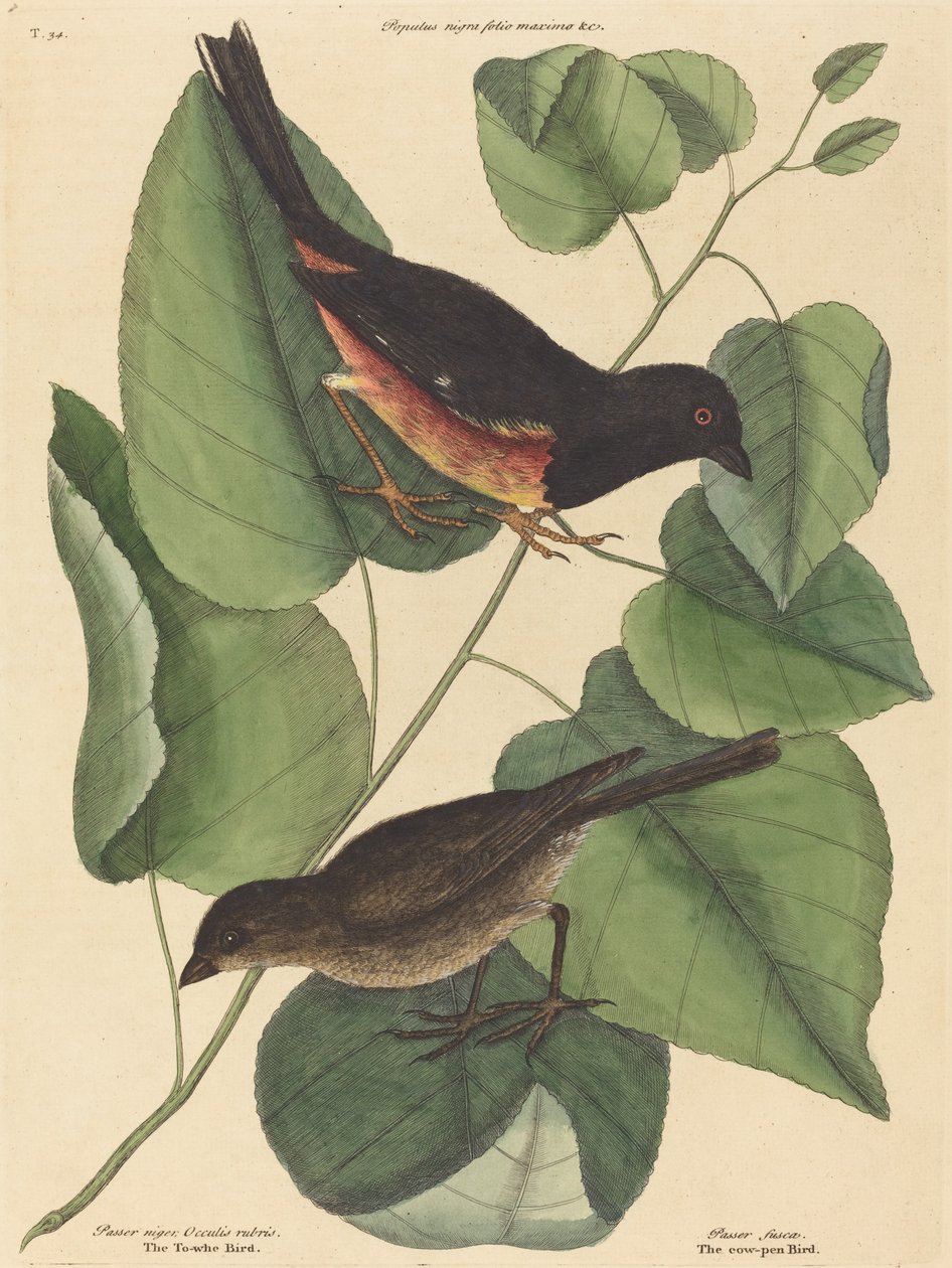 The Towhe Bird Fringilla erythrophthalma, publicerad 1754. av Mark Catesby