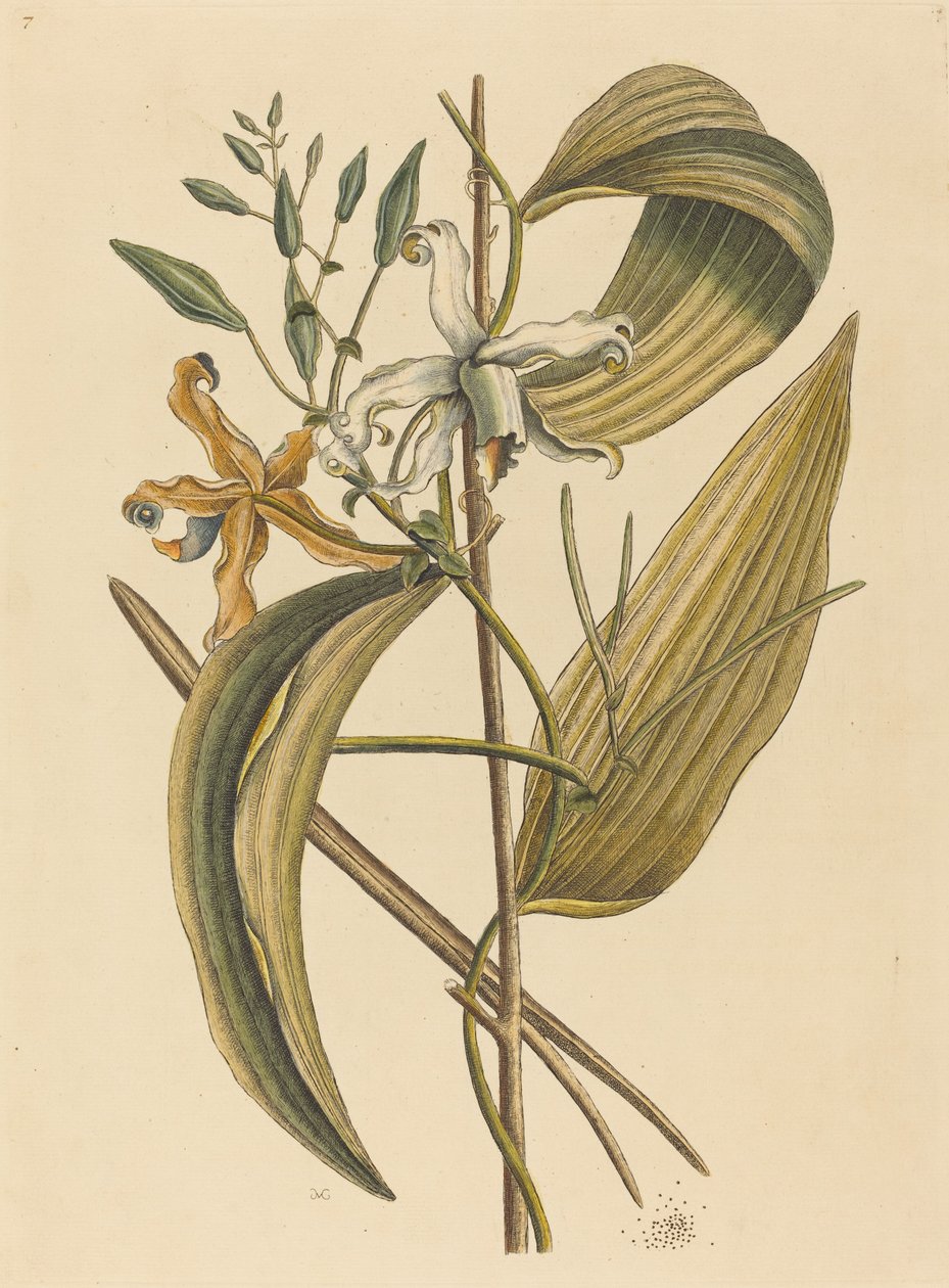 The Vanelloe Epidendrum Vanilla, publicerad 1731-1743. av Mark Catesby