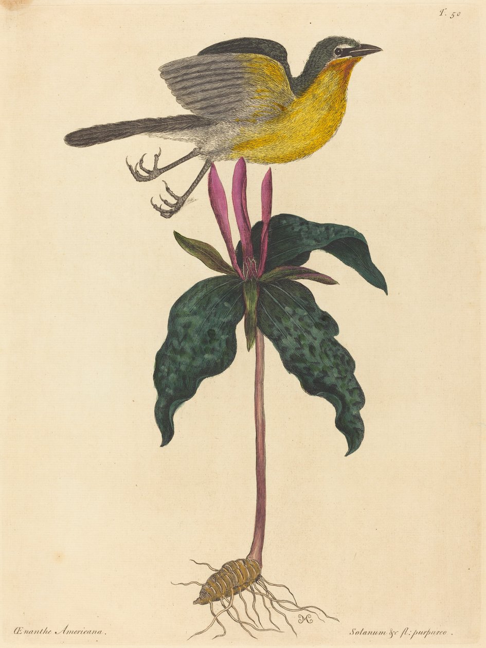 The Yellow-breasted Chat, publicerad 1754. av Mark Catesby