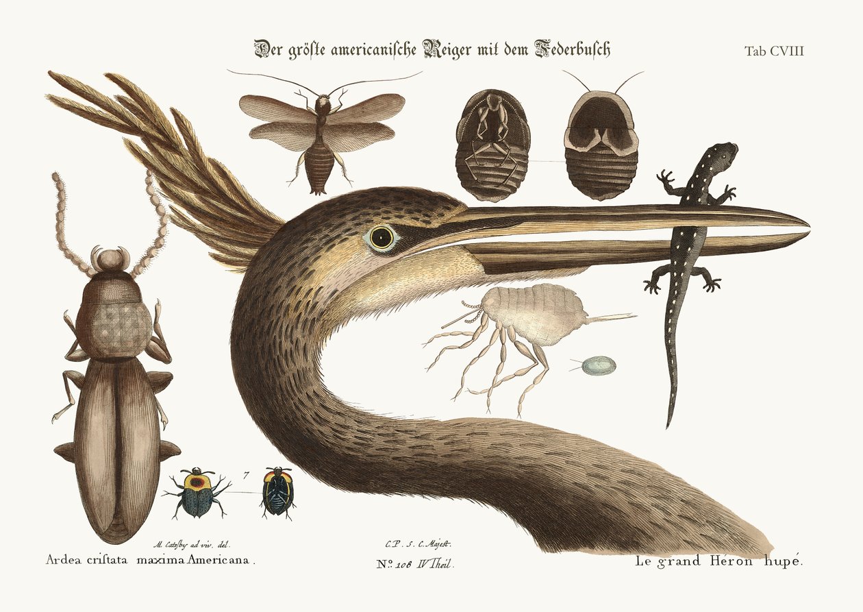 Största krönhägern, 1749-73 av Mark Catesby