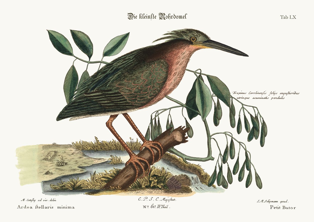Den lilla Bittern, 1749-73 av Mark Catesby