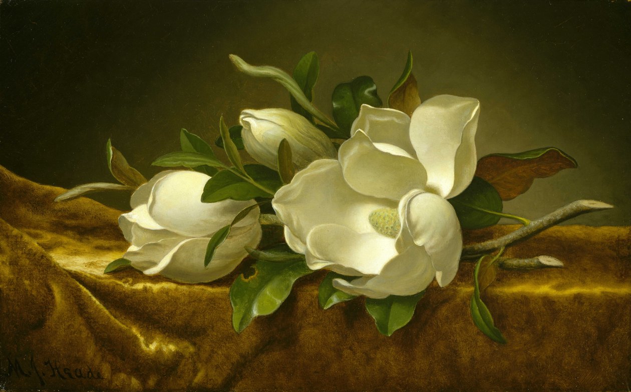 Magnolias on Gold Velvet Cloth av Martin Johnson Heade