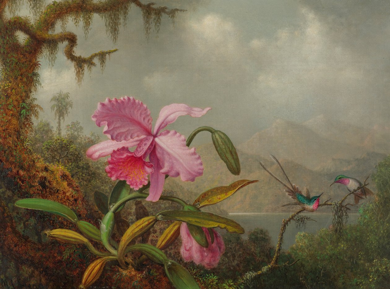 Orkidéer och kolibrier av Martin Johnson Heade