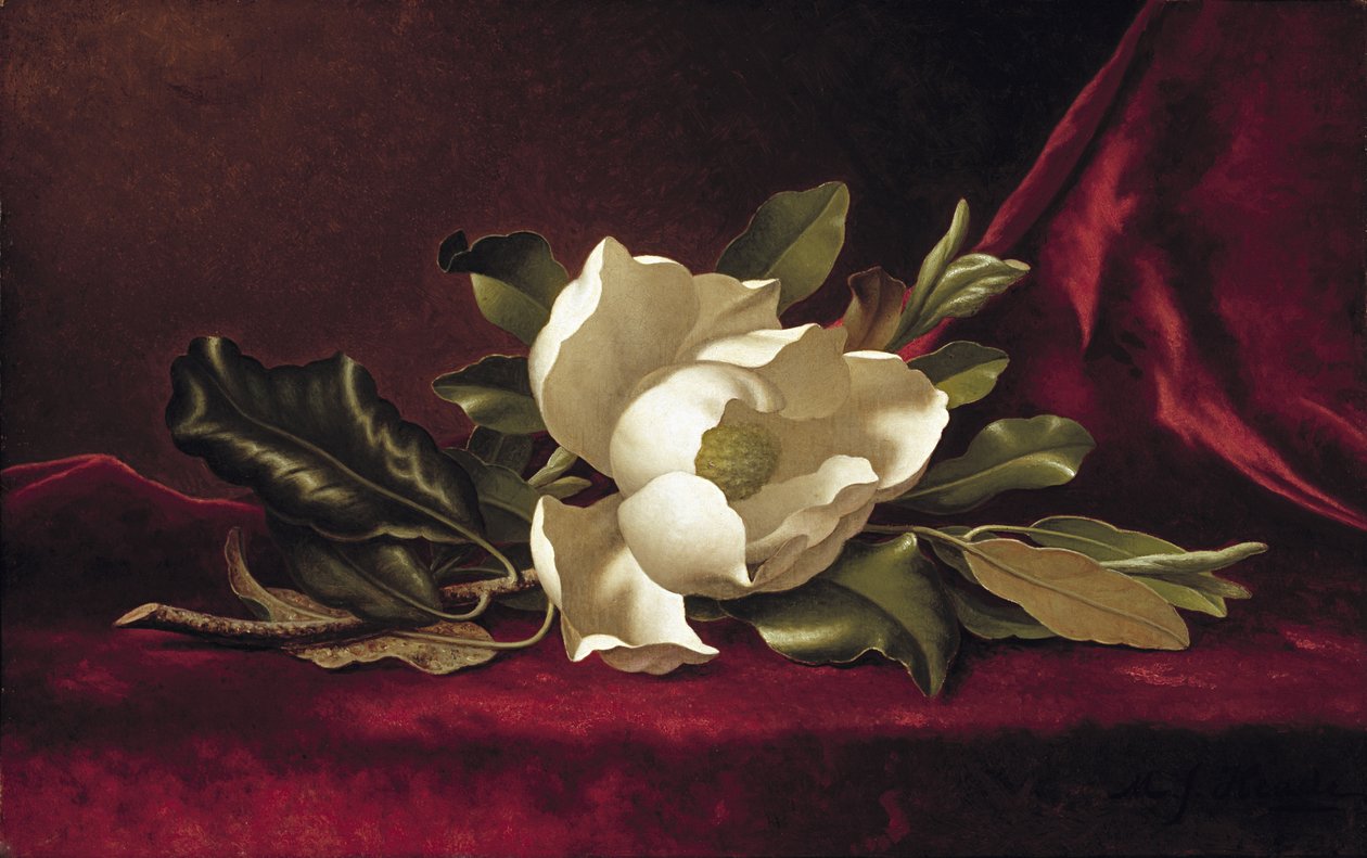 Magnoliablomman, 1888 av Martin Johnson Heade