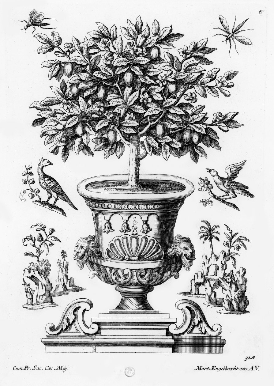 Citrusträd, c.1735 av Martin Engelbrecht